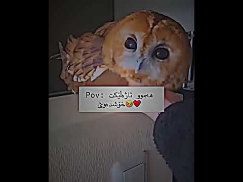 هەموو ئاژەڵێکت خۆش دەوێ  