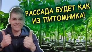 Рассада будет с толстым стеблем и коренастой! Пять советов как вырастить рассаду сильной.