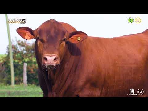 LOTE 04 - ZT 6953