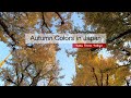 Autumn Colors in Tokyo, Japan in 2020 | Meiji Jingu Gaien Ginkgo