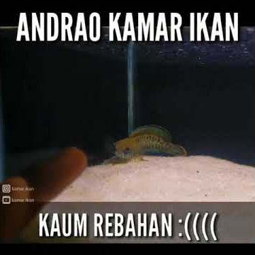 Story wa lucu Channa Andrao