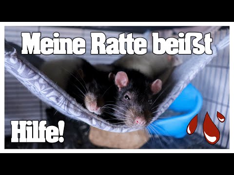 Video: Beißen Feldratten?