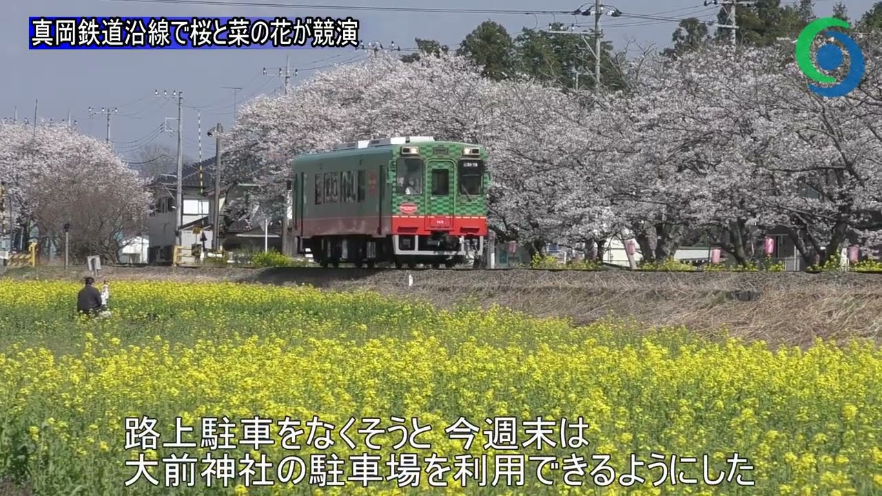 真岡鉄道沿線で桜と菜の花が競演 真岡 Youtube