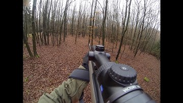 First driven hunt for wild boar in Germany