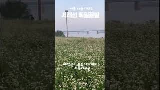 아름다운 꽃이 피고지는 #서래섬 #한강나들이 #강아지산책