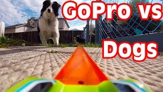 GoPro Hot Wheels car - dog steals the car and camera at the end!!
