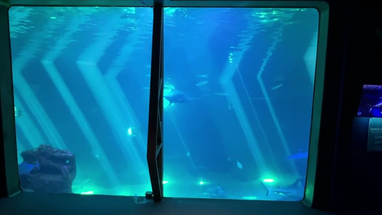 2026-1-17 Maui Ocean Center - In the tunnel aquarium