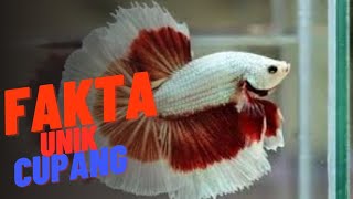 KEINDAHAN DAN KEUNIKAN IKAN CUPANG YANG MEMUKAU