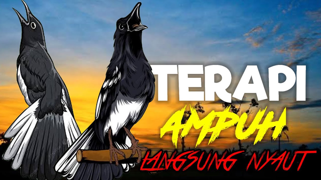 Terapi Kacer ngeplong ini dijamin bikin kacer apasaja supaya lekas nyaut gacor!!