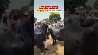 बिचपुरी पशु बाजार राया मथुरा यूपी #short #reel #ytshort #trend