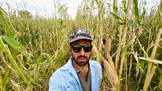 Mais Super Grandinato Valutazione Danni