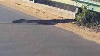 Large python disappears into pothole