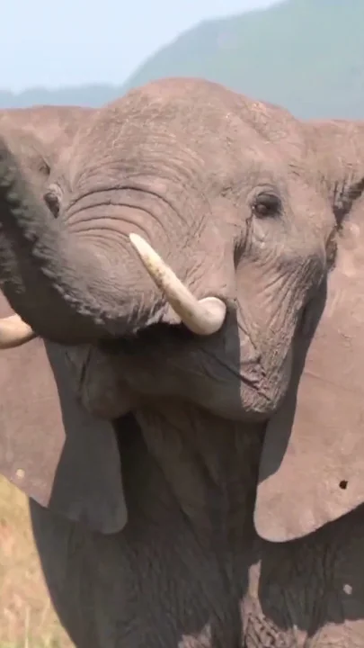 When 6-tonne titans clash, the Mara trembles.