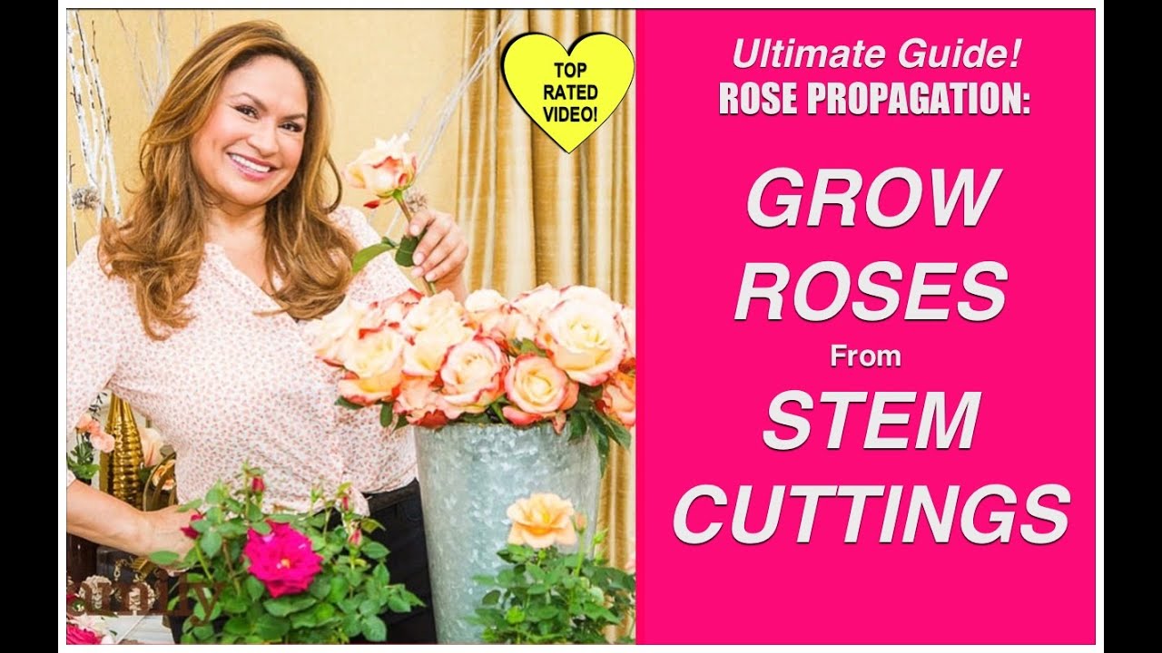 Rose Cuttings Nearly Wild Rose Propagation Grow Your Own Flowering Shrub Evergreen Perennial Perpetual Bloomer Pink Blooms Antique Rose