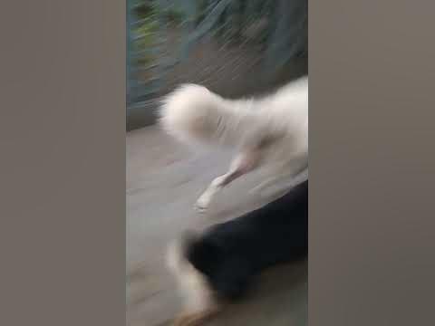 #бшо #собаки #девочкассобачкой - YouTube