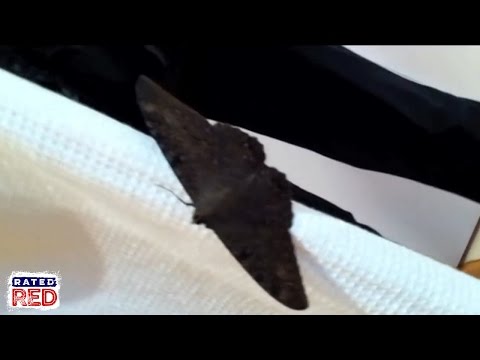 ‘Man’ Freaks Out Over Giant Black Witch Moth