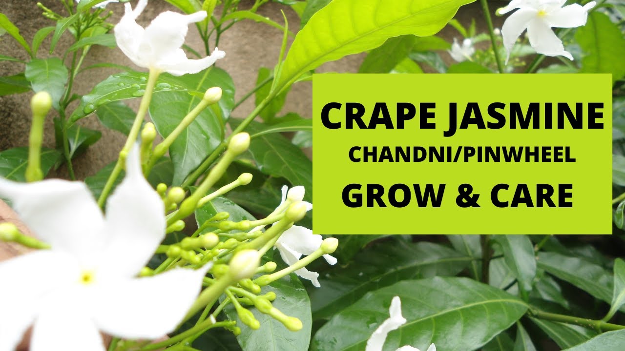 Crape jasmine/chandni/pinwheel plant grow and care 