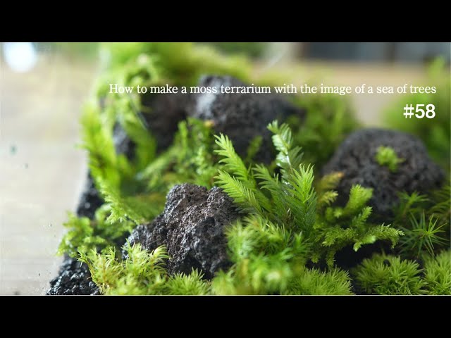 How to make a moss terrarium with the image of a sea of trees #58