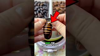You Won’t Believe What’s Hiding in a Silkworm Pupa! 🤯👁️ #microscope