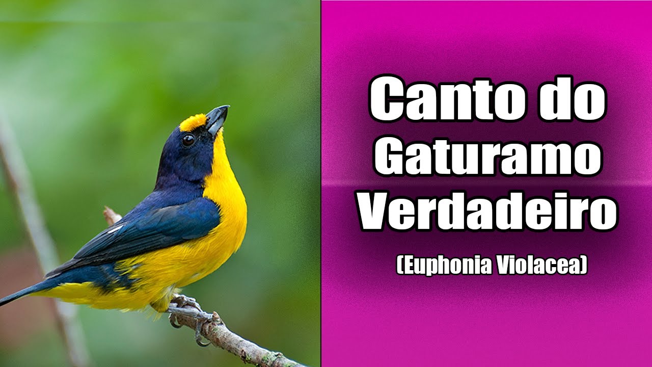 94 - O Canto do GATURAMO VERDADEIRO (Euphonia Violacea) Bird Song - Violaceous Euphonia