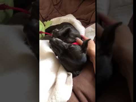 วีดีโอ: สุนัขรับเลี้ยงบุตรบุญธรรมของสัปดาห์ - Brittney