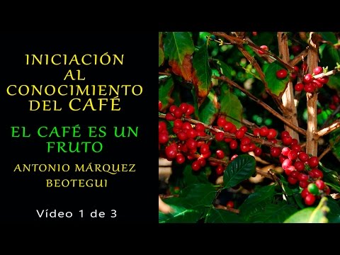Vídeo: Com Endevinar Correctament Al Cafè