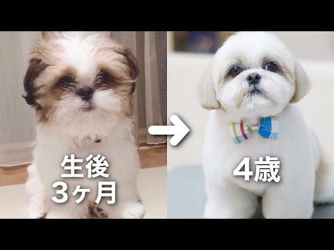 シーズー】生後3ヶ月のかわいい子犬がモフモフヘアスタイルになるまで