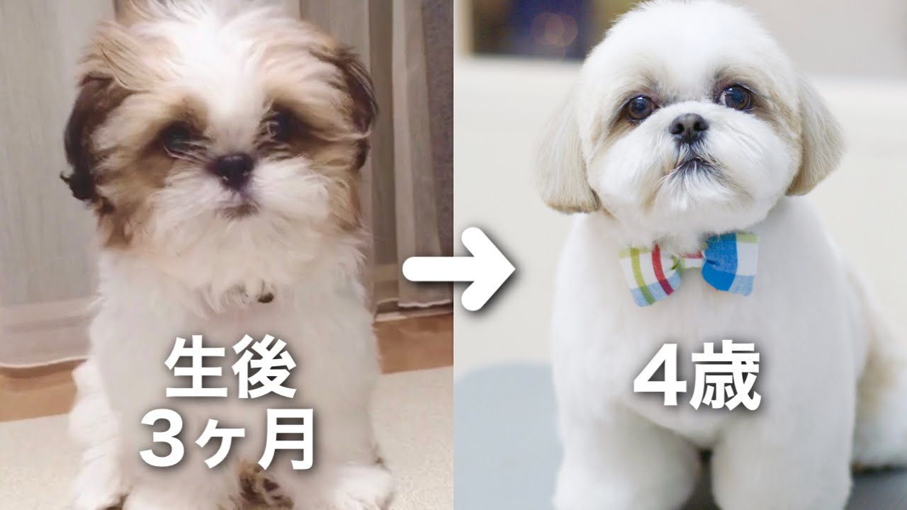 シーズー 生後3ヶ月のかわいい子犬がモフモフヘアスタイルになるまで トリミング 成長記録 Shih Tzu Hairstyle Youtube