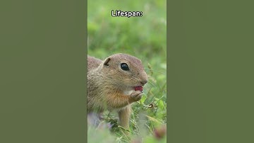 Amazing Gopher Facts: 5 Fascinating Things About Gophers You Won