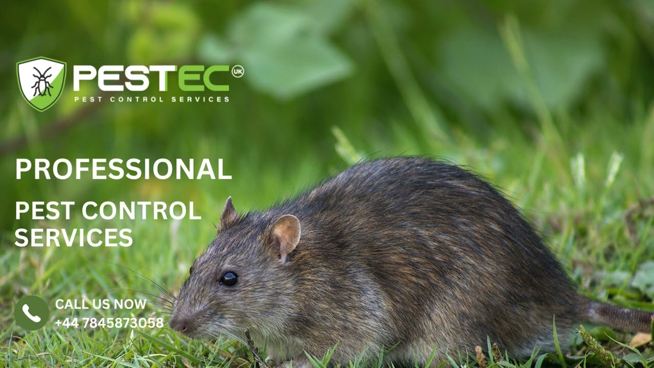 Pestec Pest Control London | Fast, Reliable, Professional and Same Day Treatment