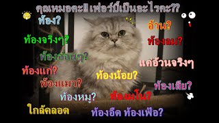 แมวท้อง by MY HOME CATS 660 views 4 years ago 4 minutes, 27 seconds