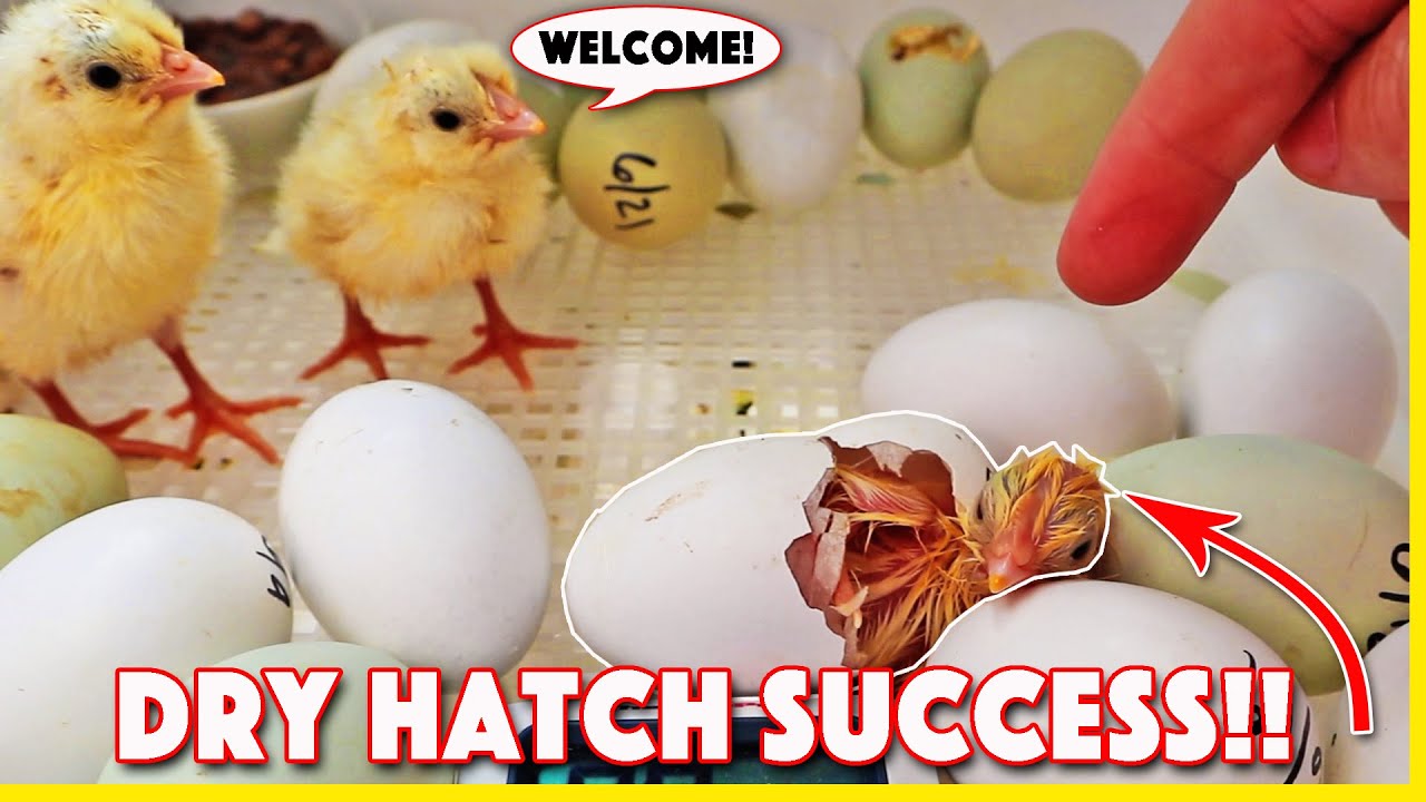 Overwhelming results of dry hatching chicken eggs youtube