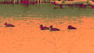 Joji - Forehead Touch the Ground (Unofficial Visualizer)