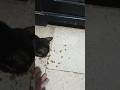 Beads ASMR 🌈 Relaxing Cat ReverseMagic#shorts #cat #satisfyingvideo #asmr #trendingshorts