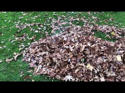 Burningโฆ Leaves. | VicDiBitetto.net