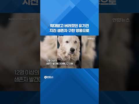 학대받고 버려졌던 유기견…지진 생존자 구한 영웅으로 #shorts