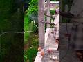 🏠Hatching Column to increase bond between cement mortar and column💯 House Construction Series#shorts