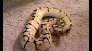 Bumblebee Ball Python