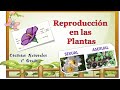 Reproducción de las plantas ,4° grado.