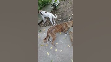 Thumbnail of Brown Stray pup relaxing in evening/Mountain village/Nature Buddies/Animals feeding/Shelter, shorts