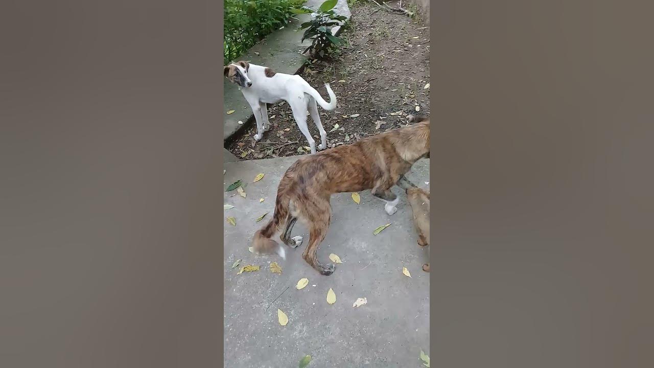 Brown Stray pup relaxing in evening/Mountain village/Nature Buddies/Animals feeding/Shelter, shorts