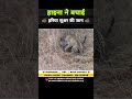 हाइना ने बचाई सूअर की जान 😱 । Animal shorts । #shorts #ytshorts