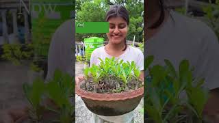 Dead Soil to Rich Soil 🌿 | PlantBoost Results #ecofriendly#farming #healthyplants #farming #roots