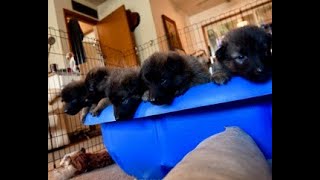 Belgian Tervuren puppies 6 weeks