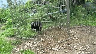 【オーストラリアン・シェパード】子犬（20130503生後２ヵ月半）ブラックトライ２
