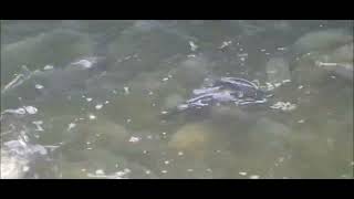 Jade perch extreme densities