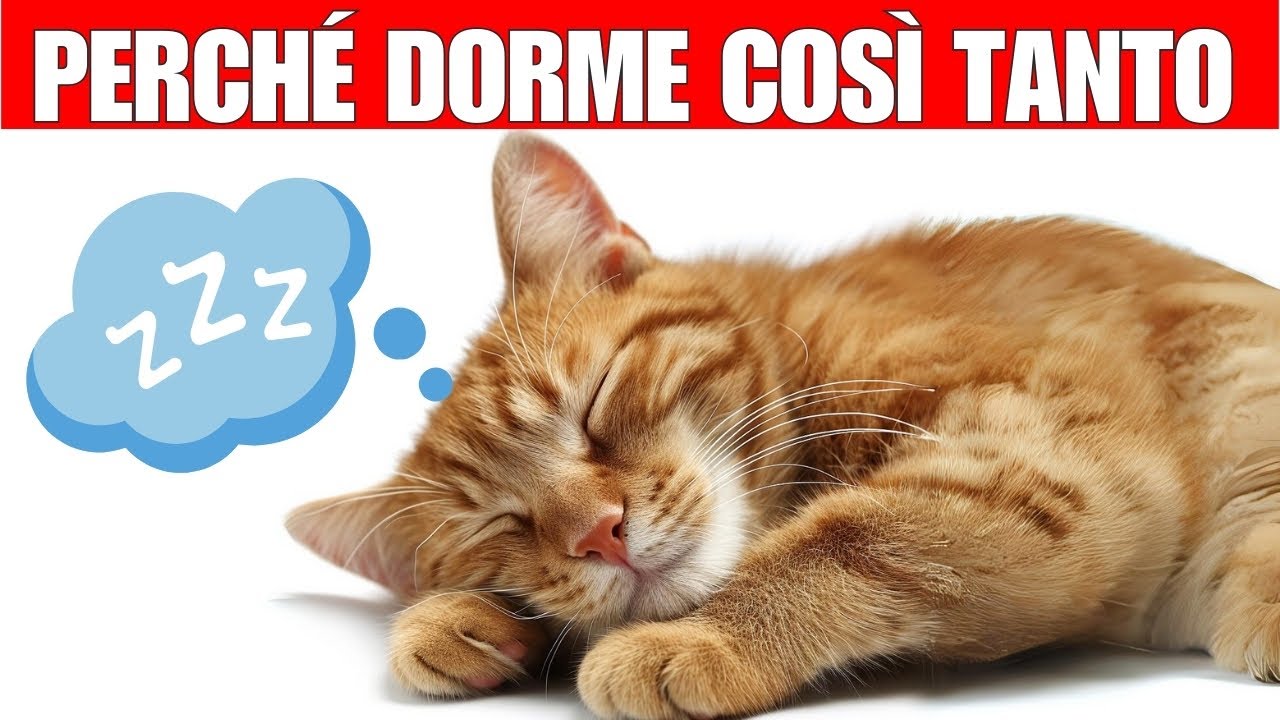 Perché i gatti dormono così tanto ... e altre curiosità sul sonno dei gatti