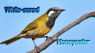 White-eared honeyeater by Plumes of Oz 999 views 1 year ago 8 minutes, 20 seconds