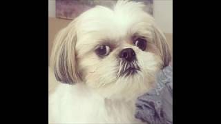 Pooka Aldersons 9Th Birthday