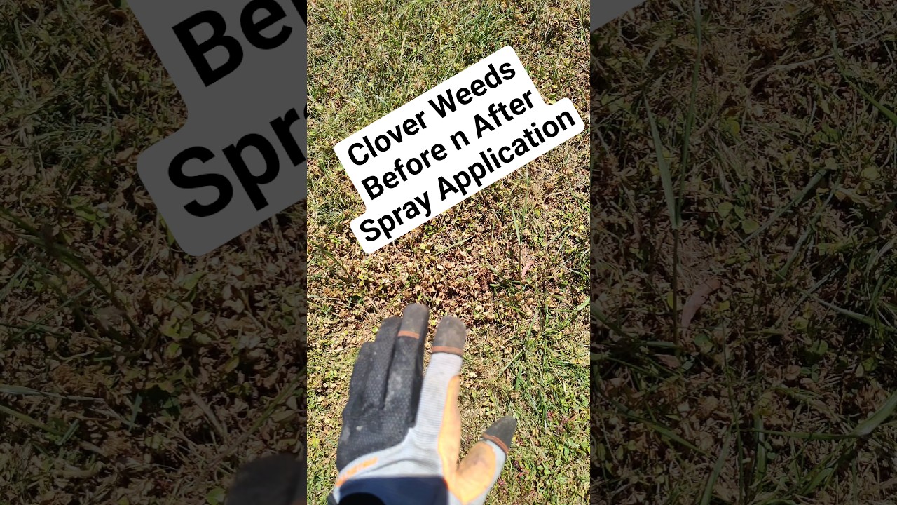 what happens after applying a clover weed spray. #WeedControl #CloverTreatment #LawnCare #cloverleaf